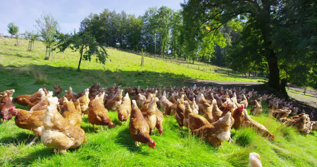 Tavuk Çiftliği Kurmak İçin Altın Öğütler